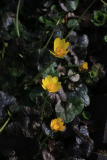 Ranunculus ficaria 'Brazen Hussy' RCP3-2019 (18).JPG